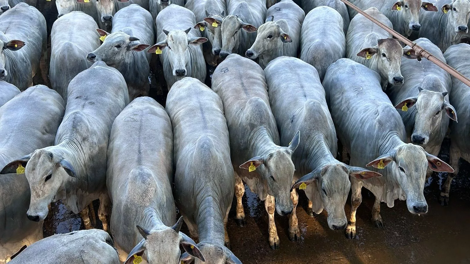 Novilhada bem terminada se destaca no MT