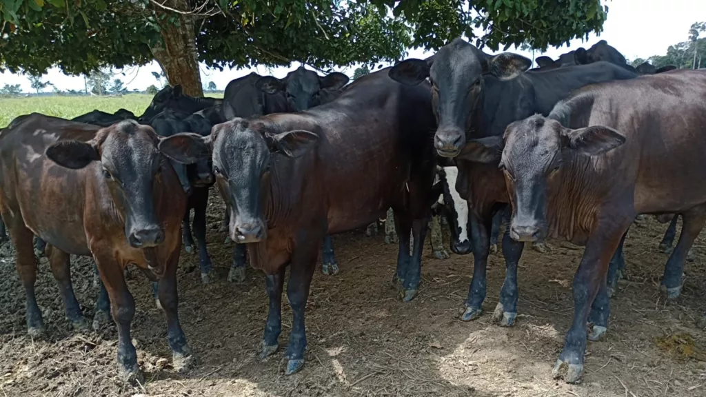 Pecuarista aposta em bem-estar animal para produzir com mais qualidade