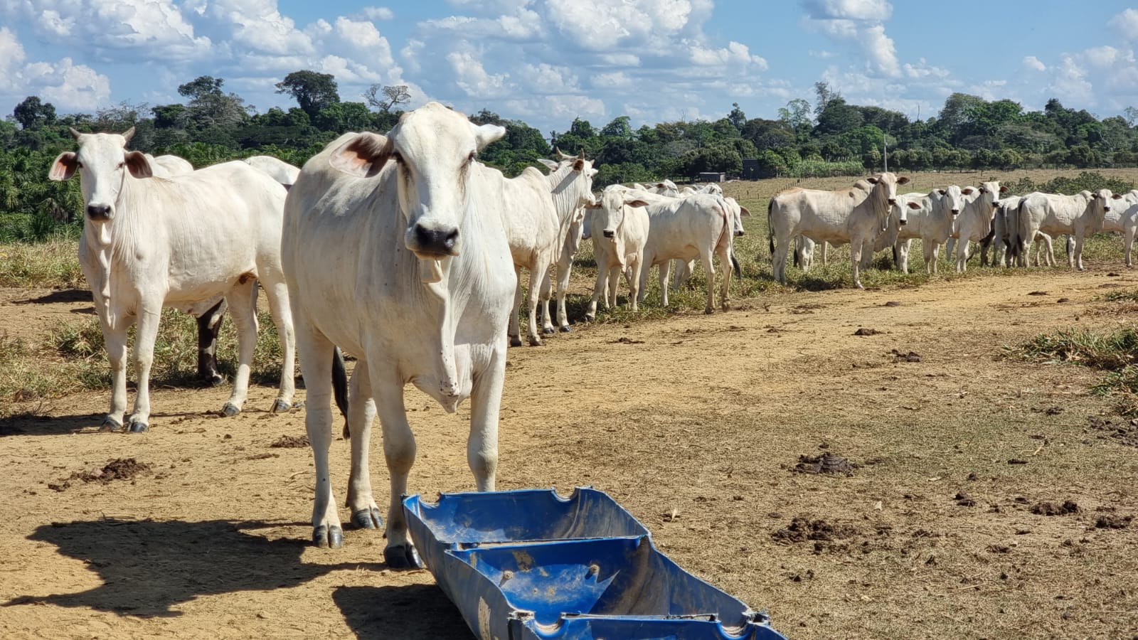 Pecuarista de primeira viagem estreia com abate de novilhas de 16@