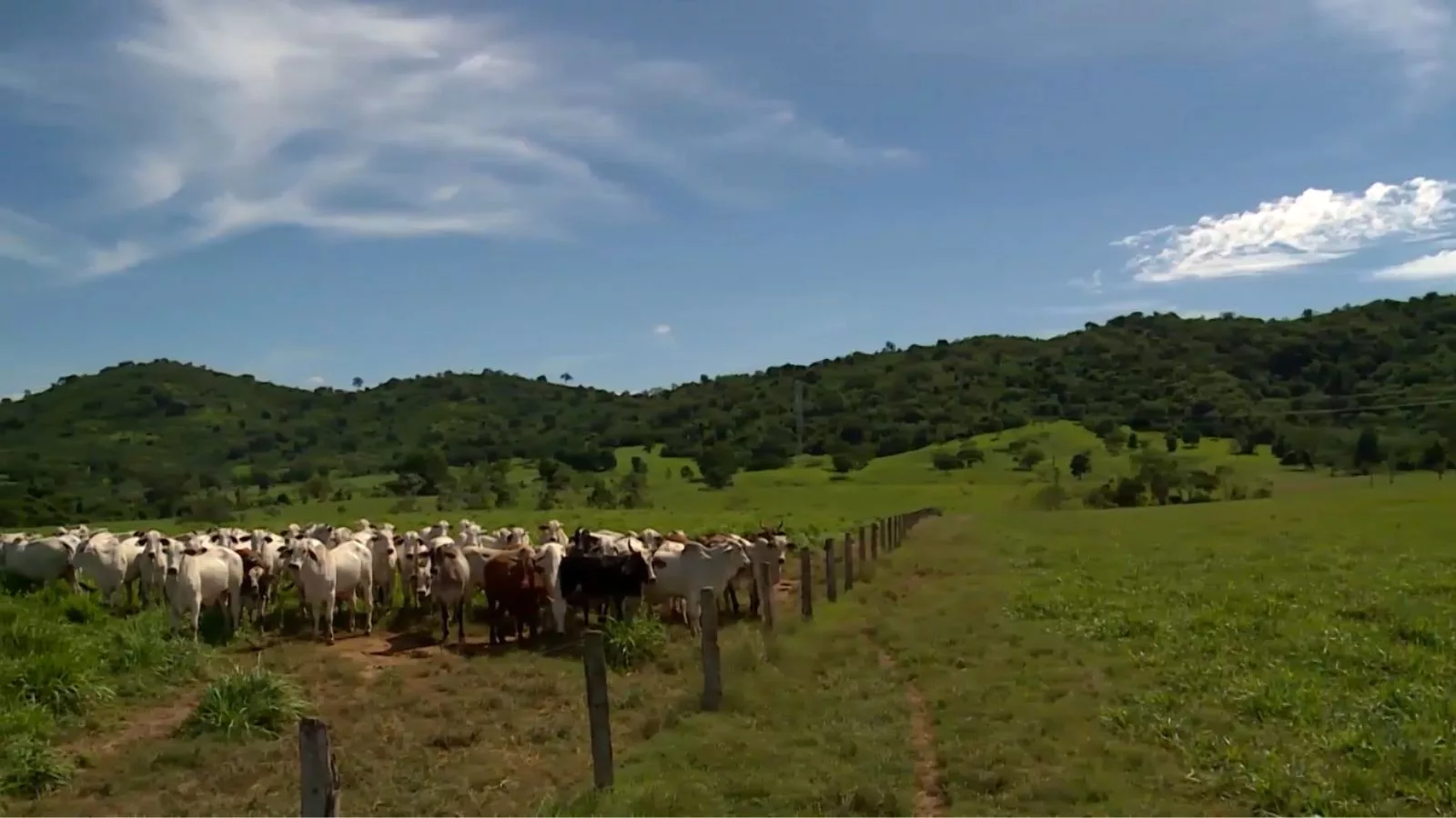 Pastagem de alto e baixo vigor: aprenda a fazer o manejo de acordo com o tipo de capim