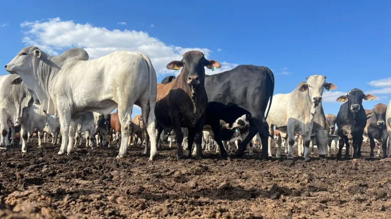 Boiteis em alta: Confina Brasil revela olhar estratégico de pecuaristas em Mato Grosso