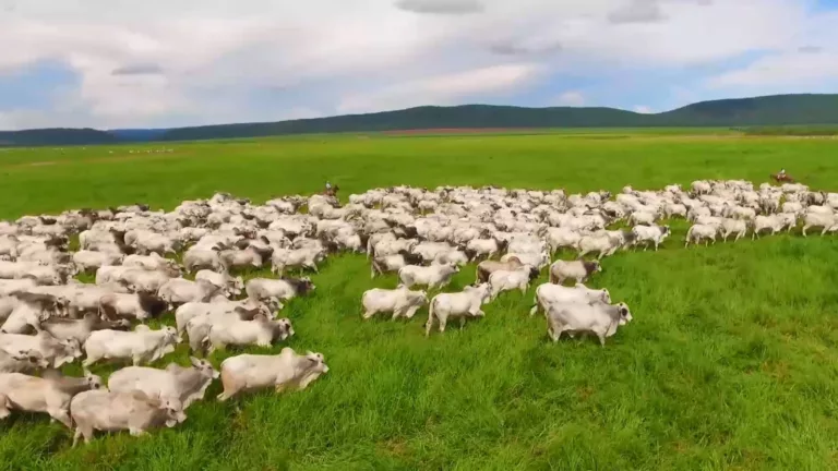 Manejo de pasto: erros frequentes e como a capacitação e logística impactam a produtividade