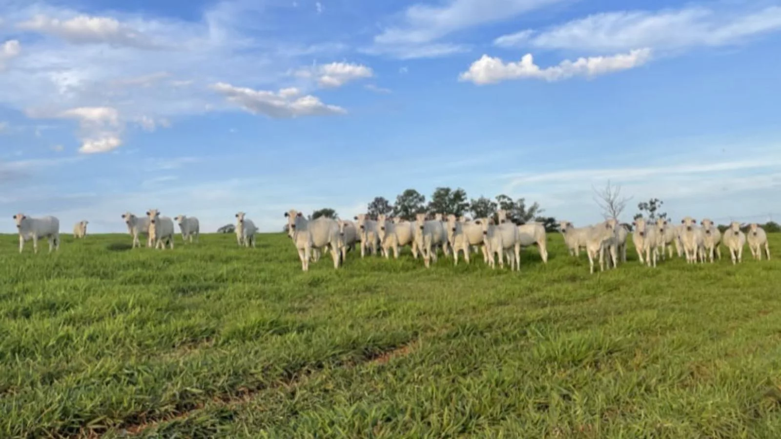 Previsão de chuvas beneficia áreas produtoras com recuperação de pastagens. Saiba onde