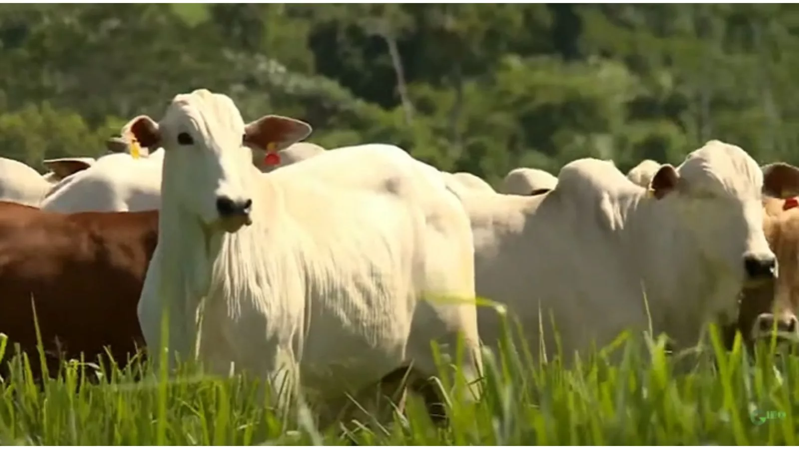 Dicas práticas para manter seu pasto sempre bonito, saudável e produtivo