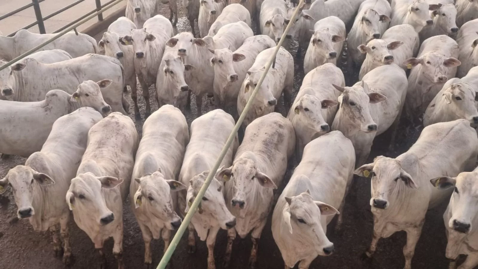 Terceira etapa reúne mais de mil animais da melhor qualidade em MT