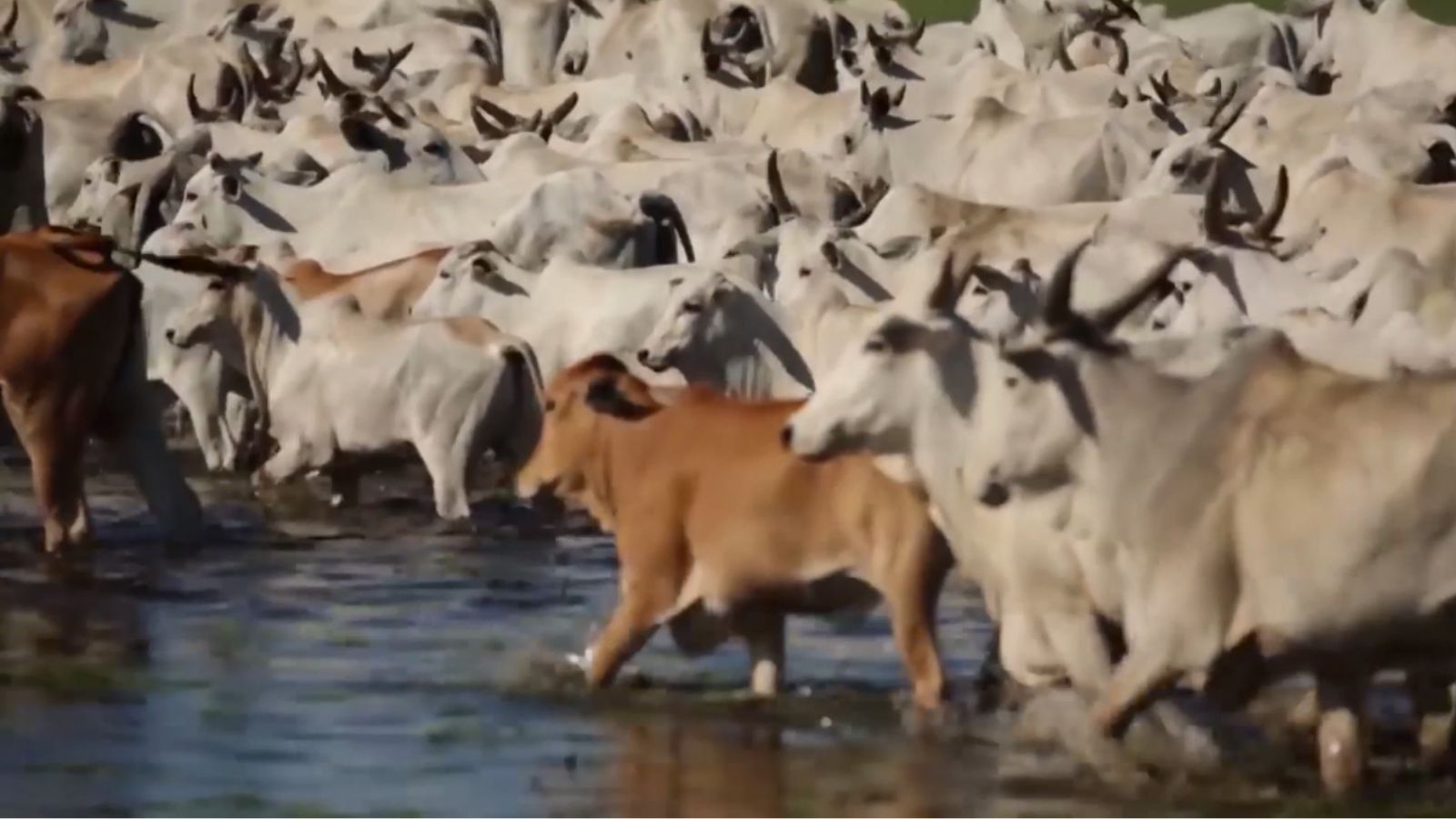 Do Pantanal ao Cerrado: a revolução da genética de bezerros pelas mãos da Embrapa