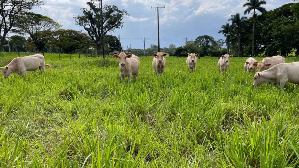 Estudo revela baixo uso de técnicas adequadas de manejo entre pecuaristas, diz Embrapa