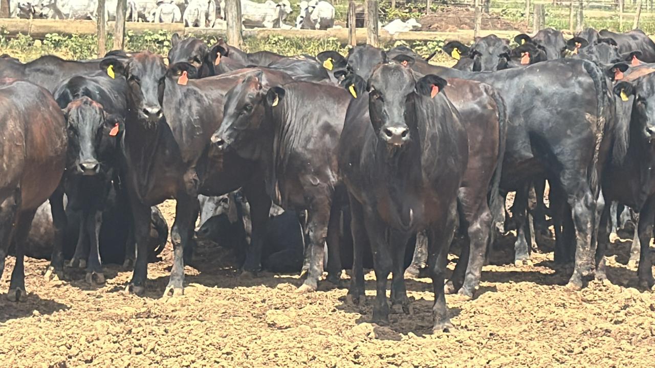 Boi gordo lucrativo: saiba quais são os três pilares para sua fazenda de sucesso