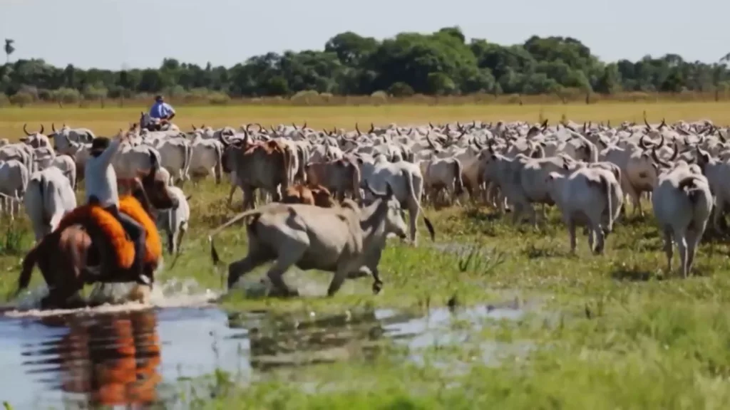 Pantanal: pecuária movimenta R$ 2 bilhões por ano