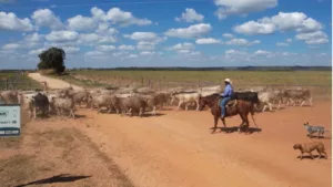 Fazenda de Goiás produz gado superprecoce e fatura alto