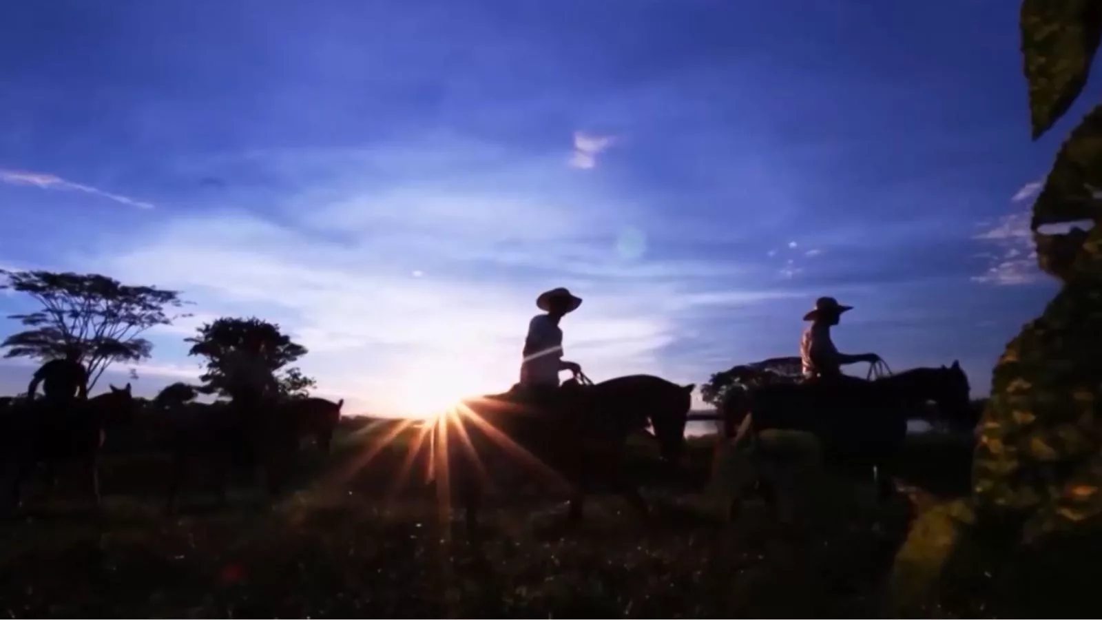 Cavalo Pantaneiro: a ciência aprimora a resistência e a preservação da raça icônica do Pantanal