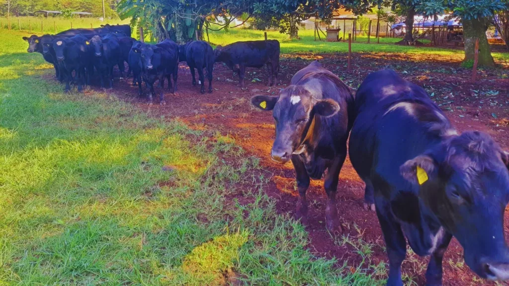 Sêmen de gado de corte é a solução para o pecuarista de leite