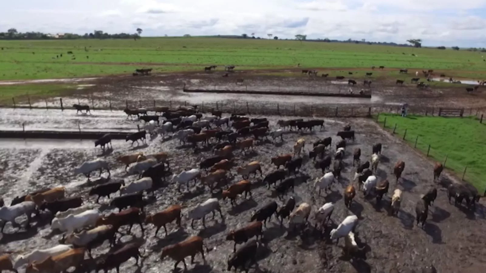 Pata doente de boi pode quebrar confinamento