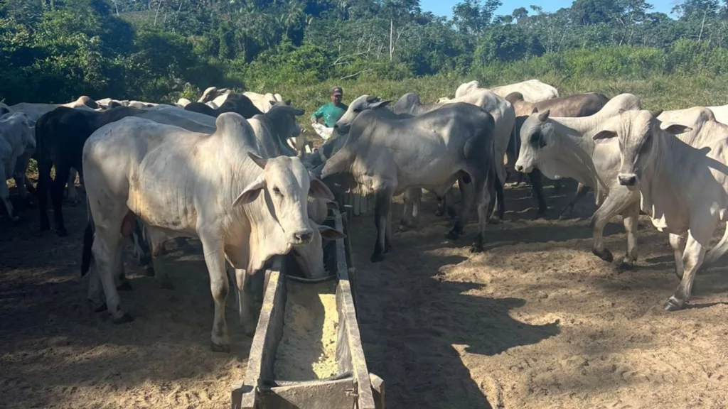 Pecuarista do Pará é especialista em boiada jovem terminada a pasto