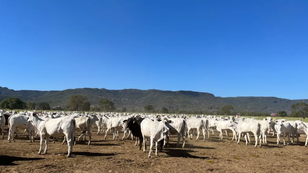 Fazenda Olhos D´Água (MS) é a grande vencedora da safra de pecuária