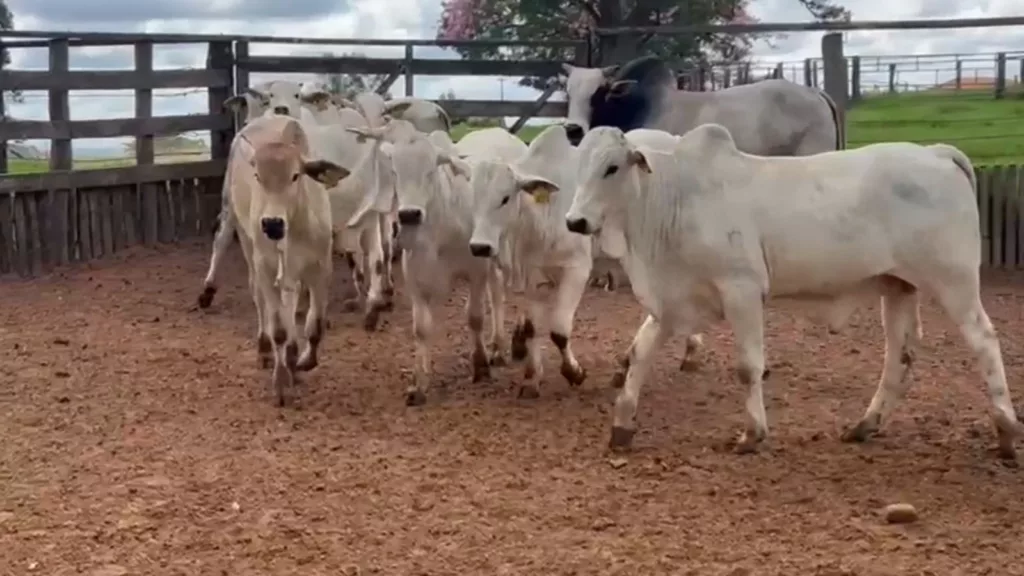 Pecuarista mostra com orgulho bezerros e garrotes pesados filhos de touros PO!