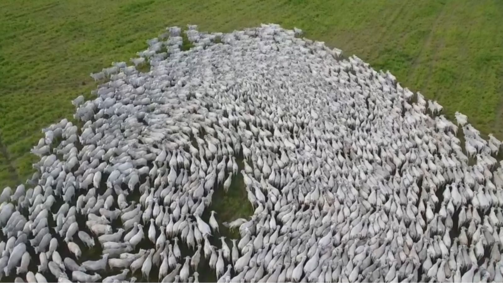 Produção nacional de proteína animal deve crescer 22% até 2034 Produção nacional de proteína animal deve crescer 22% até 2034