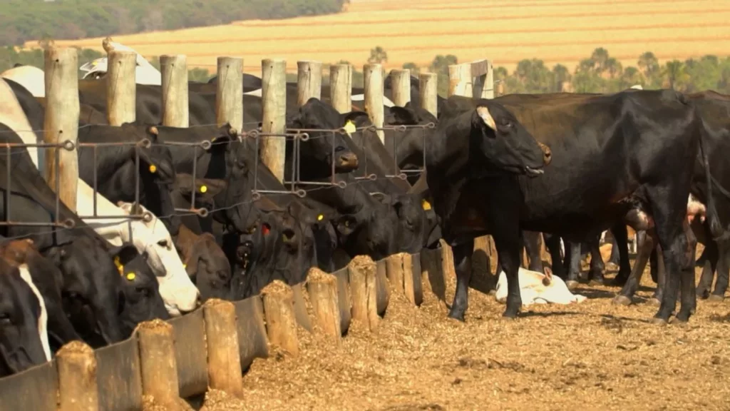 Sequestro de vacas de cria: a técnica que prepara matrizes para uma estação de monta eficiente