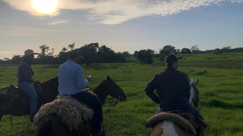 Sistema São Mateus: com apenas R$ 300/ha é possível iniciar a recuperação do pasto. Entenda