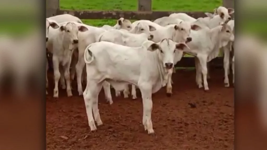 Pecuaristas de MS mostram “régua alta” do gado para ajudar a mudar a pecuária brasileira