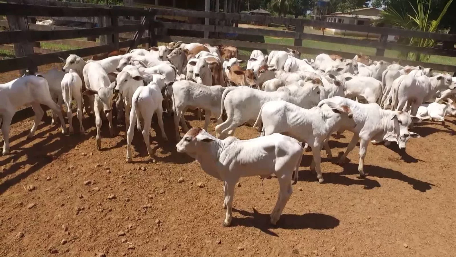 Bezerro com “mal do caruara” ou “da junta inchada”: saiba as causas e como tratar