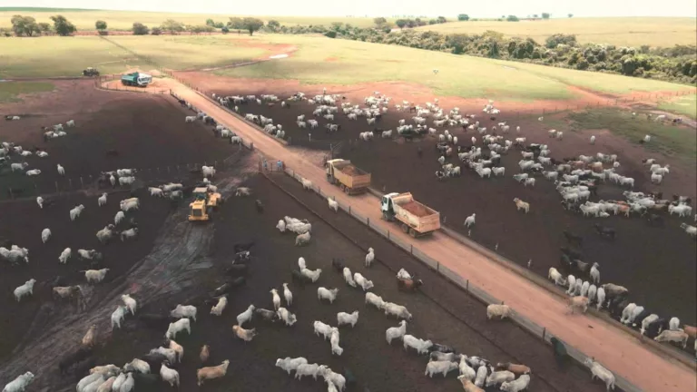 Confinamento: saiba quais são os males mais prejudiciais para o gado no cocho