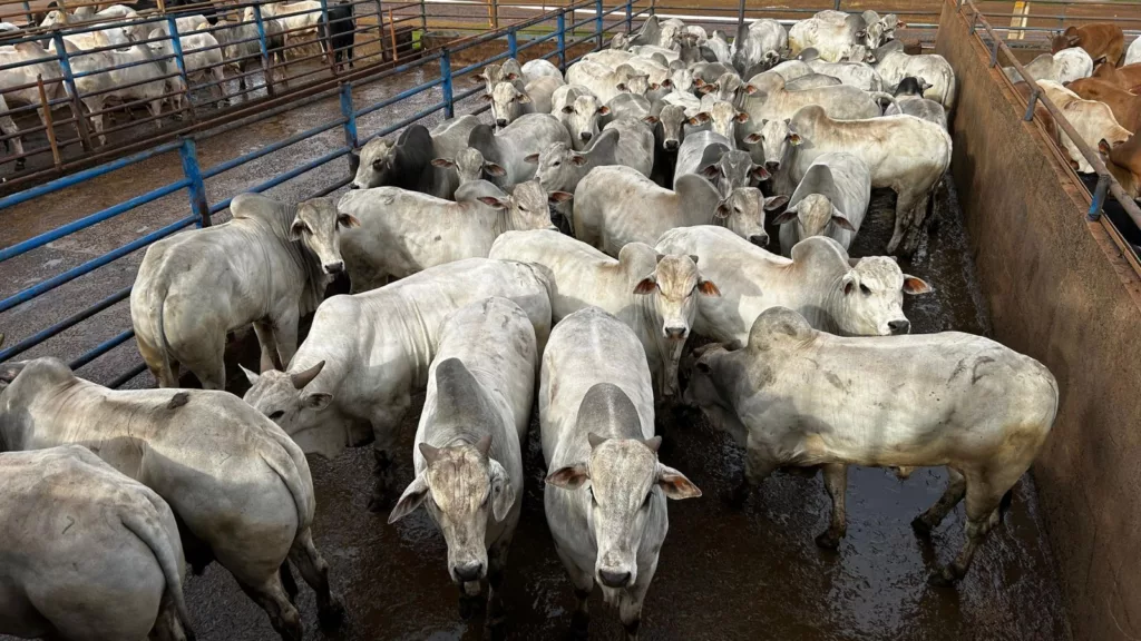 Lotaço de 300 cabeças! Boiada terminada no cocho chega a quase 23@ em Minas