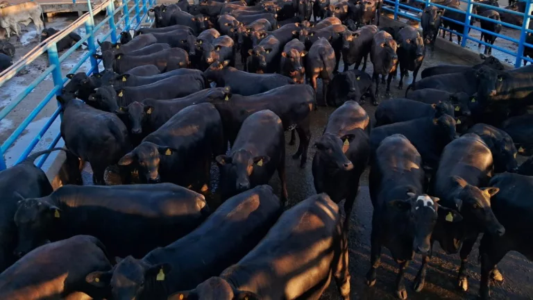 Novilhada Angus extra bate @21 com 130 dias de cocho em Goiás