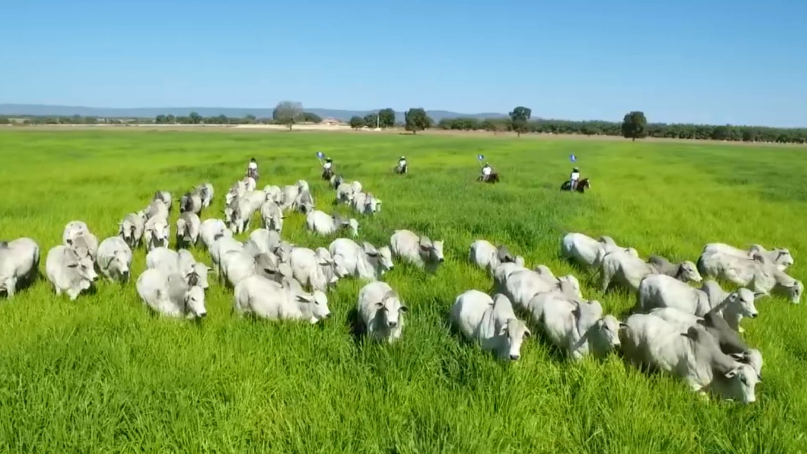 Os quatro pilares do manejo de pastagens para alcançar o capim ideal na sua fazenda
