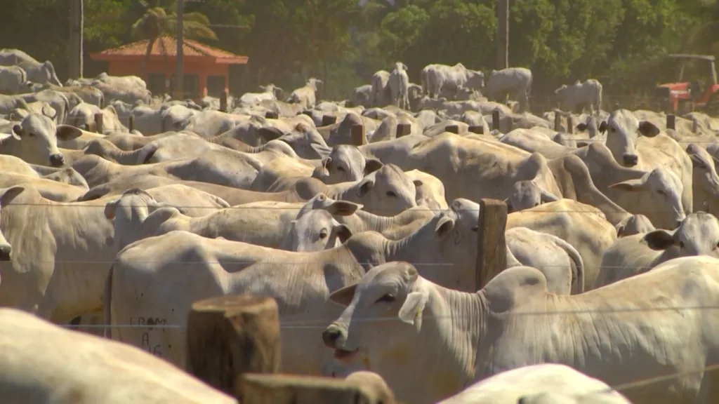 Mato Grosso tem mais de 31,5 milhões de bovinos, segundo relatório do Indea