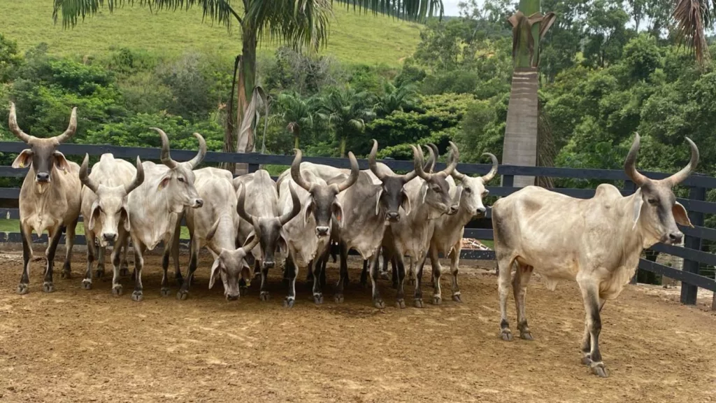 Rebanho de matrizes da raça Guzerá. Foto: Acervo pessoal