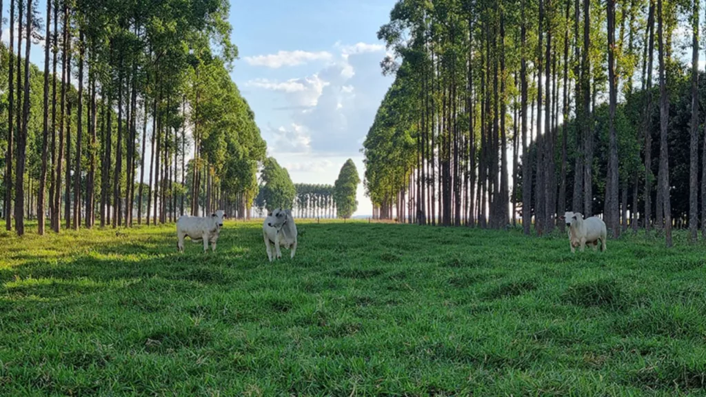 Embrapa fecha ciclo de 12 anos e orienta sobre integração lavoura-pecuária-floresta