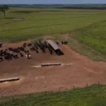 Fósforo na mineralização: o segredo para altos índices zootécnicos na fazenda de cria