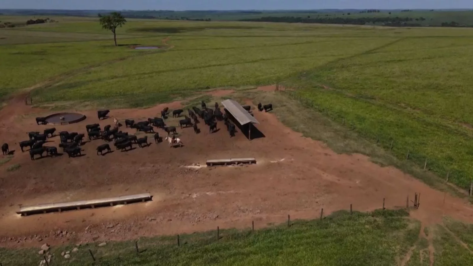 Fósforo na mineralização: o segredo para altos índices zootécnicos na fazenda de cria