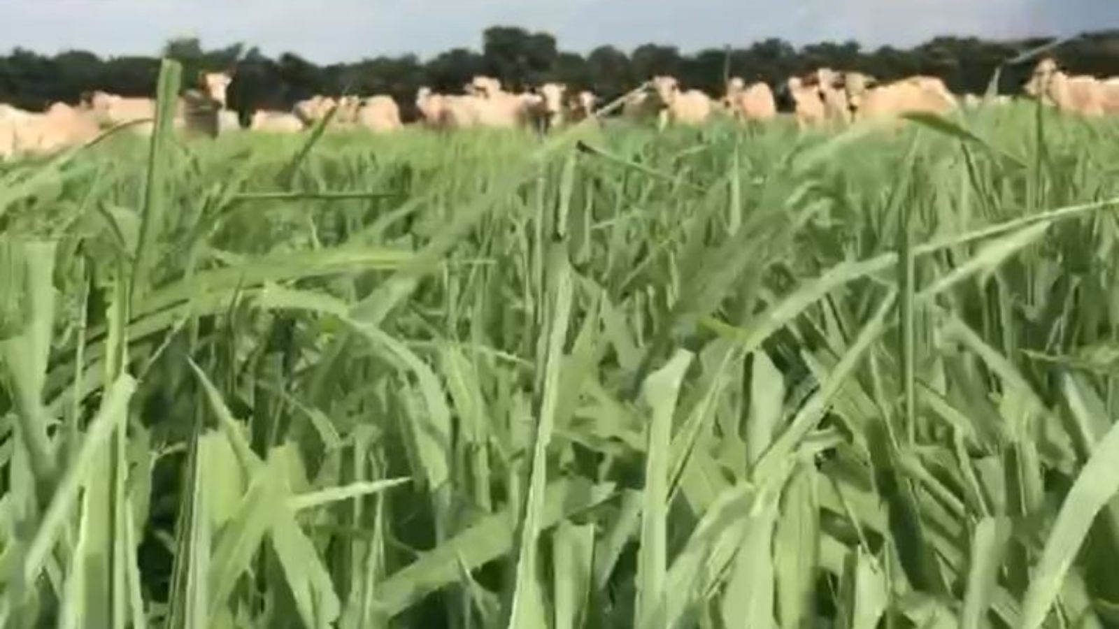 Atenção ao 1º pastejo: entenda por que o perfilhamento do capim é essencial para o sucesso do pasto