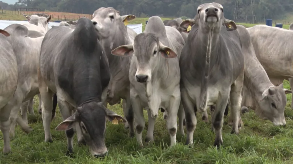 Nelore: Qualitas comemora evolução de três décadas da raça mãe da pecuária brasileira