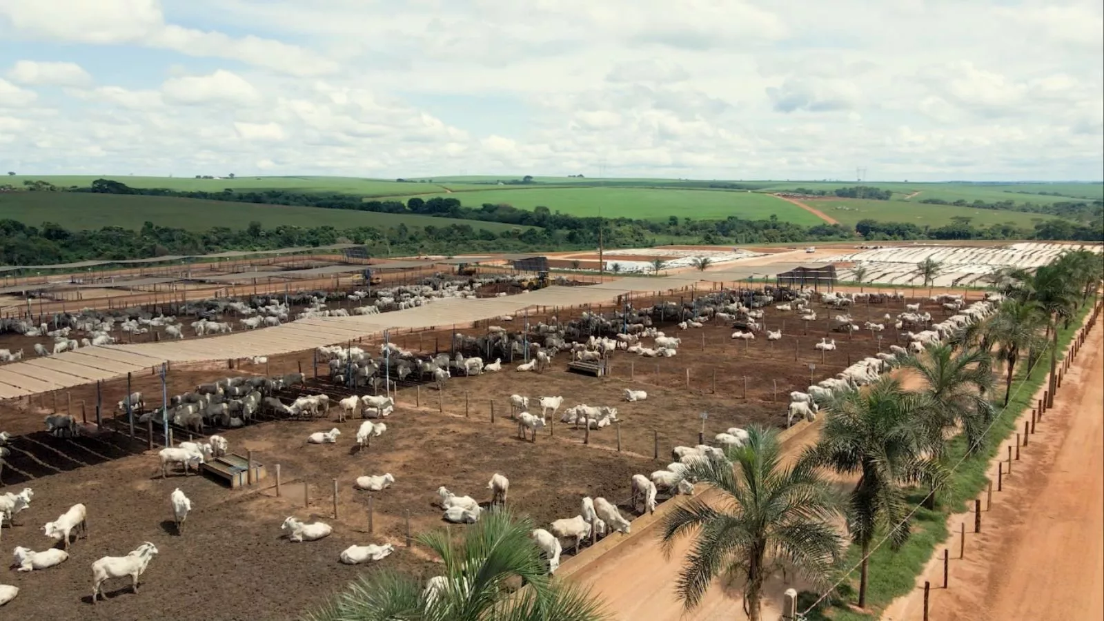 Boi na sombra: como a sombra reduz o consumo de água do gado em 17 litros