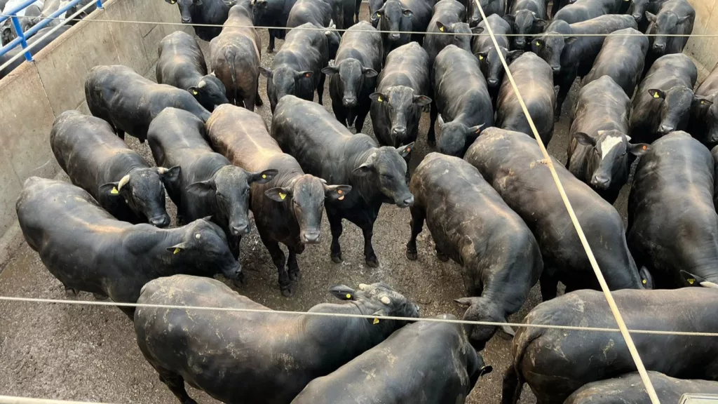 Boiada Angus de quebrar o gancho do frigorífico! Descubra o incrível peso desse gado