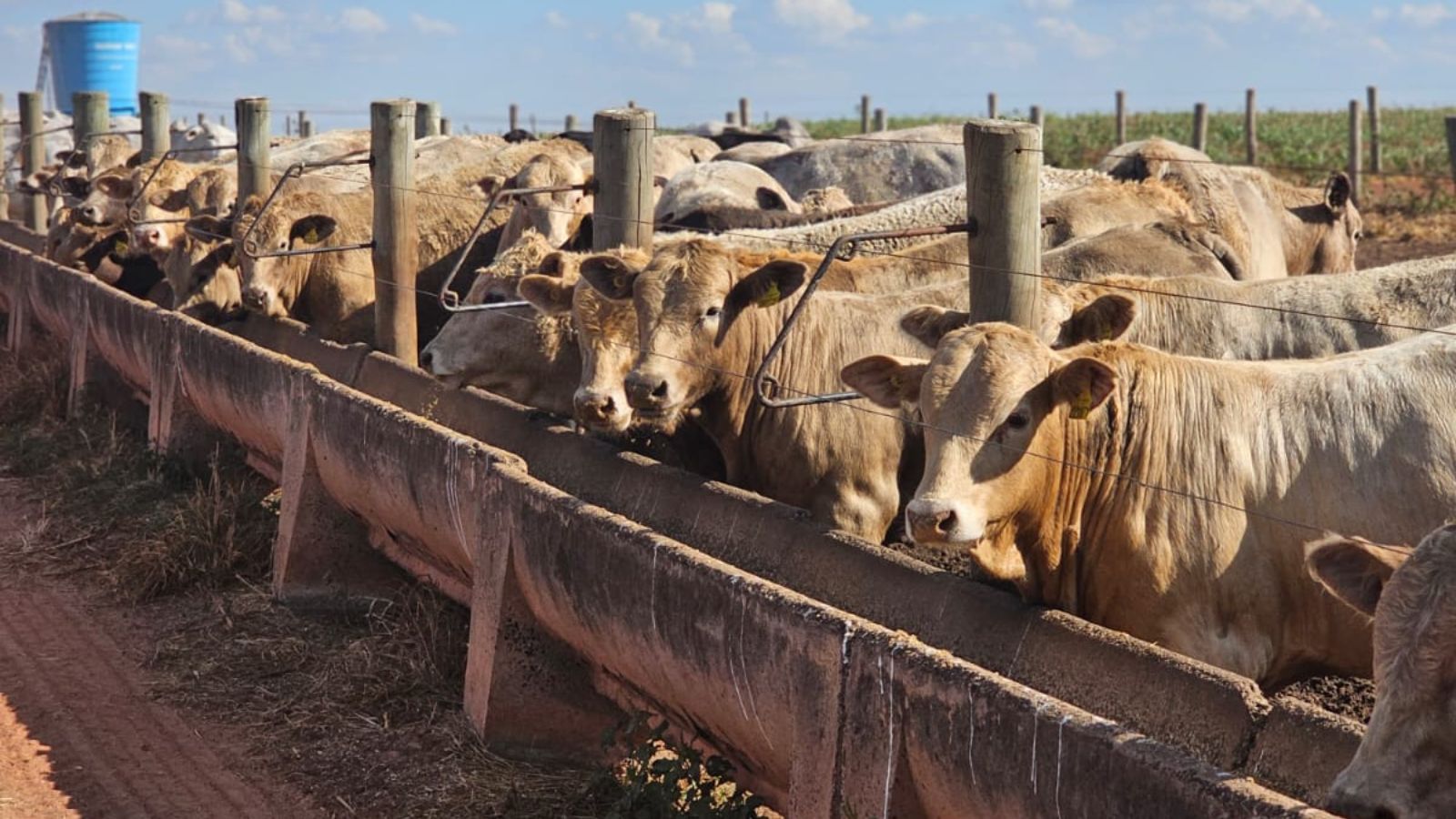 Carne premium: quais as opções além do cruzamento Nelore e Charolês para Protocolo 1953?