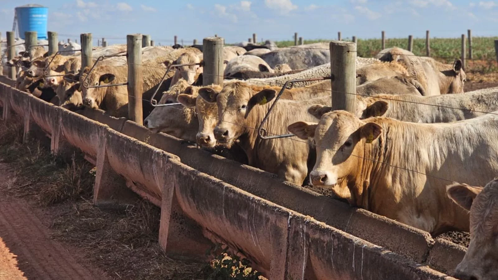 Carne premium: quais as opções além do cruzamento Nelore e Charolês para Protocolo 1953?