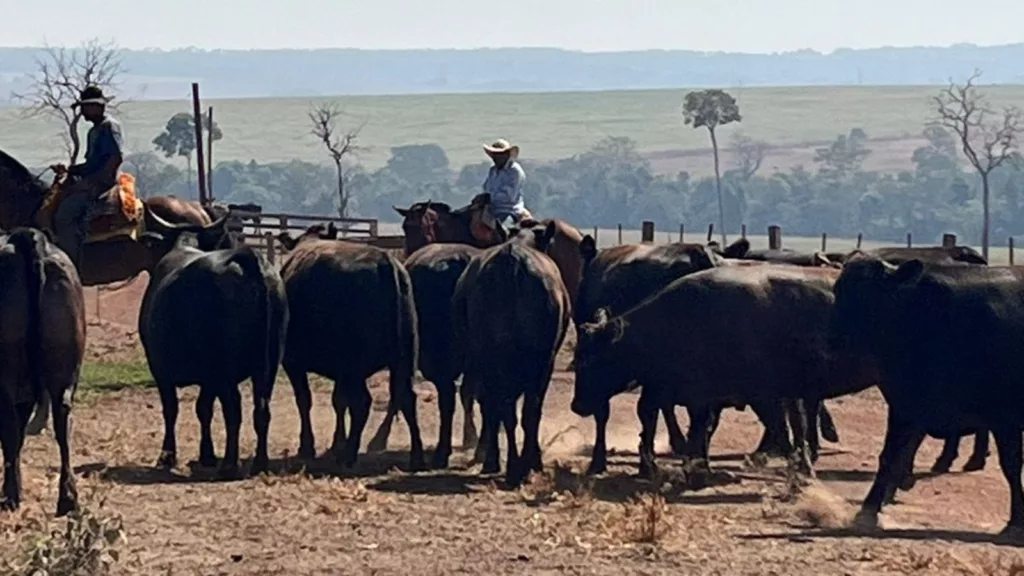 Fêmeas Wagyu chegam a 20@ no MT