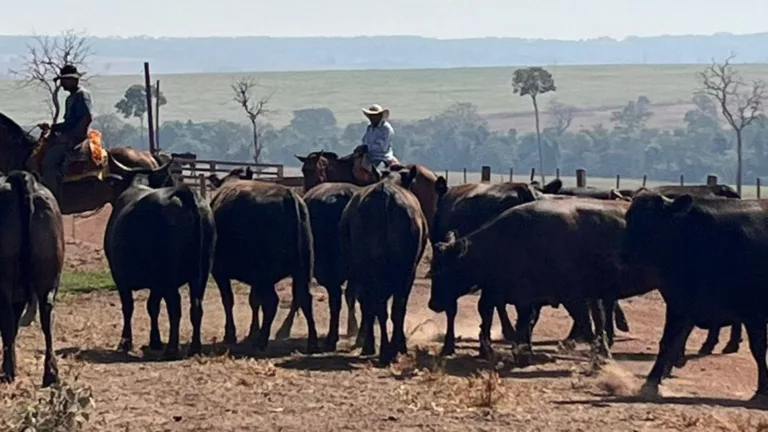 Fêmeas Wagyu chegam a 20@ no MT