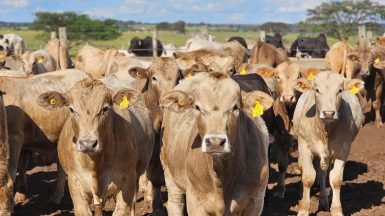 Saúde de superprecoce! O que não pode faltar no calendário sanitário deste gado