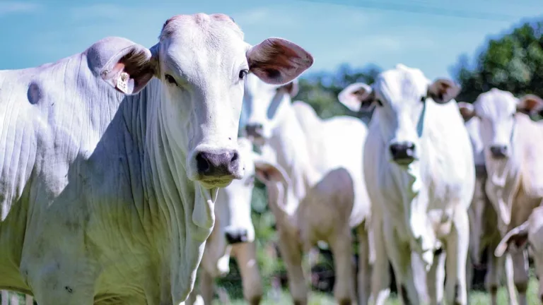 Conheça as 10 piores doenças do gado e saiba como evitá-las