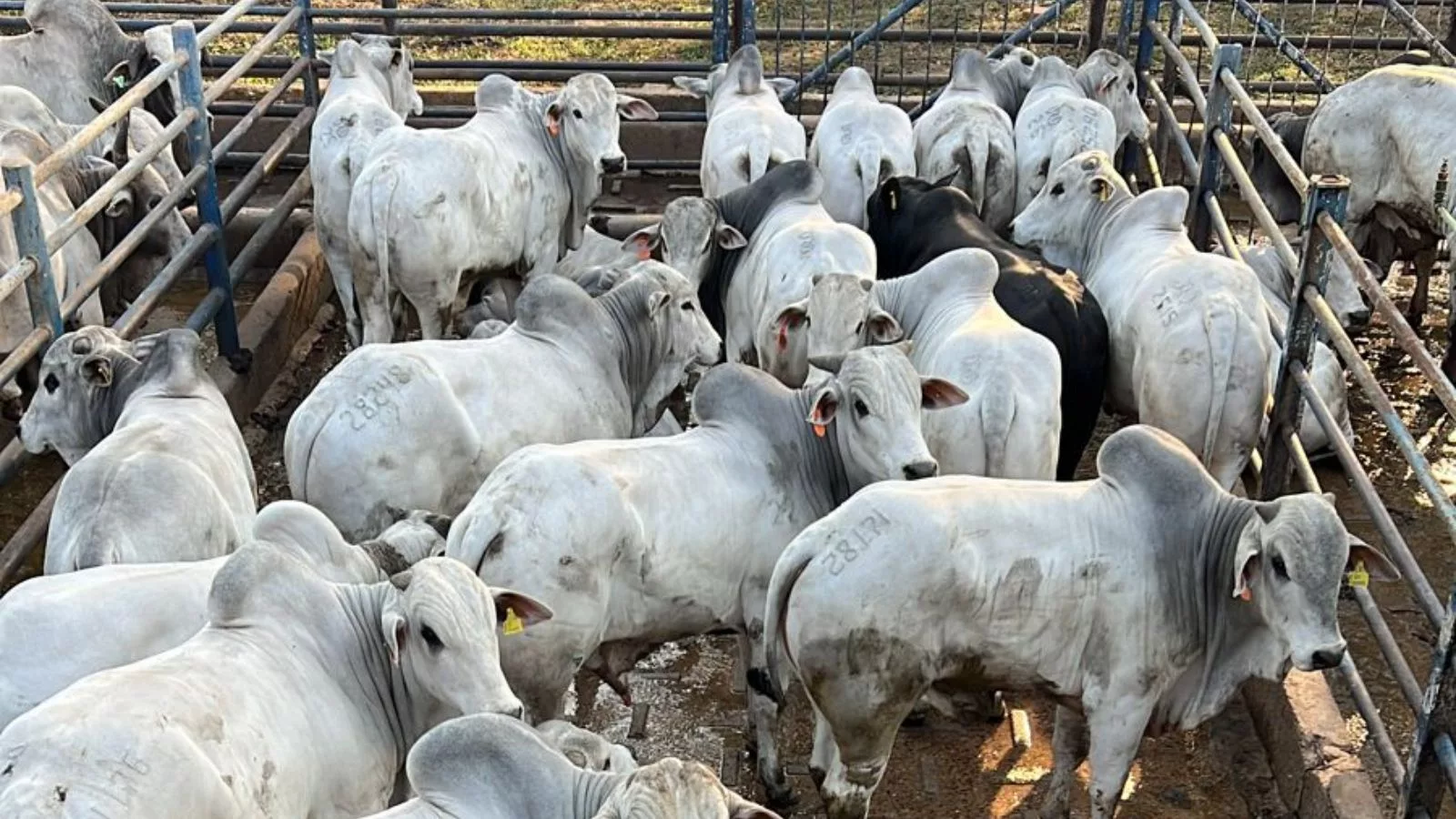 Mato Grosso do Sul: 40% dos bovinos abatidos são precoces