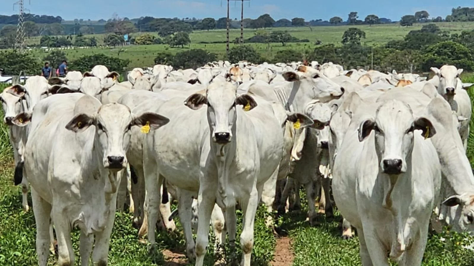 Carne bovina: especialista traça as perspectivas futuras e os desafios globais do Brasil