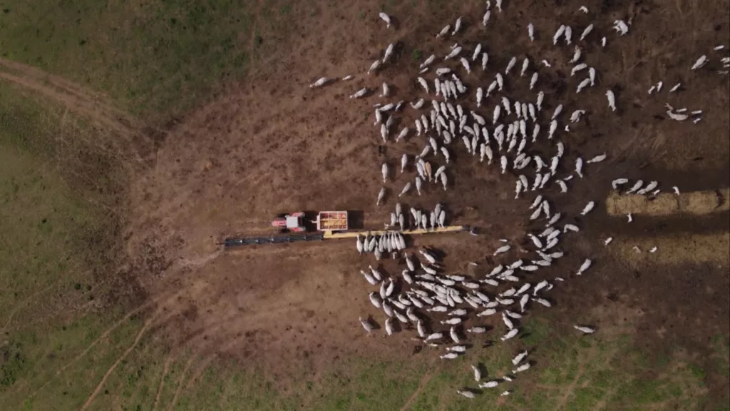 Feedlot Summit Brazil: RIP e TIP crescem e boiteis entram na estratégia do pecuarista