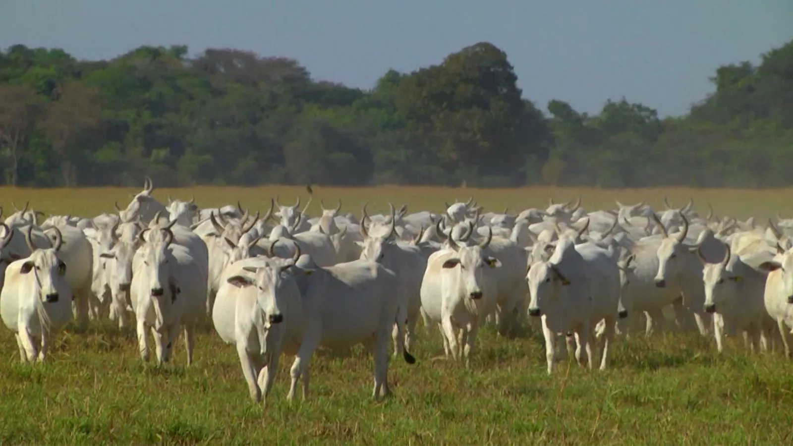 Estação de Monta: pecuarista cearense busca alternativas para indução natural do cio