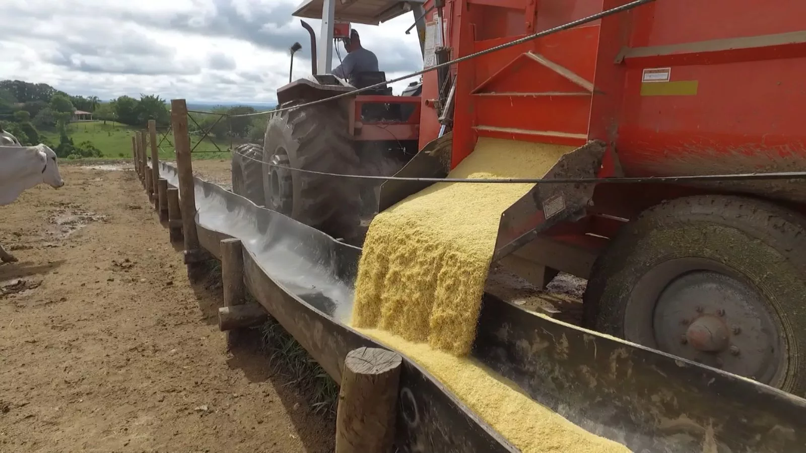 Desvio de dieta formulada e dieta consumida. Saiba a diferença e seu impacto no gado