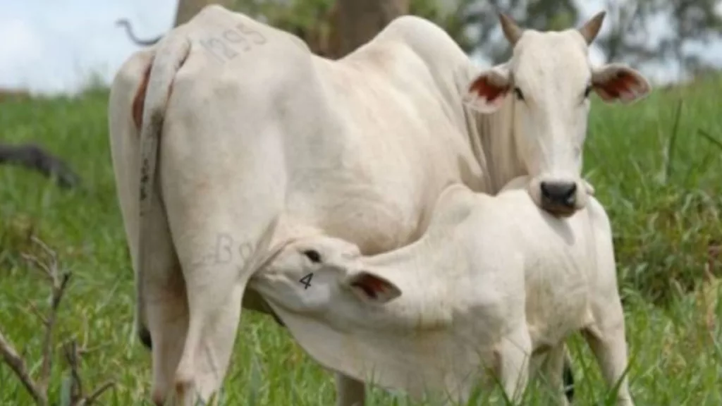 Inquérito epidemiológico da Idaron avalia brucelose e tuberculose bovina em Rondônia